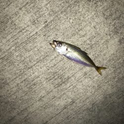 アジングでデート！