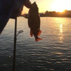 岬中学校〜プール裏まで通行禁止になってました。