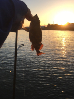 岬中学校〜プール裏まで通行禁止になってました。