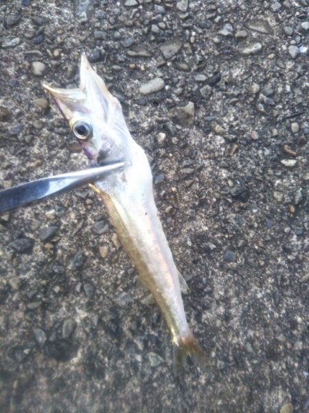 チョコっとカマッシング