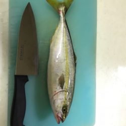 マリーナシティ釣行