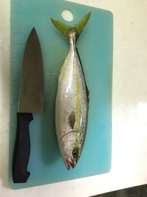 マリーナシティ釣行