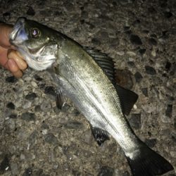 アジングメインケンサキチョーサ(釣行 其の弐拾八)