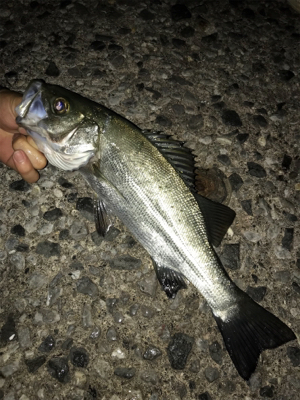 アジングメインケンサキチョーサ(釣行 其の弐拾八)