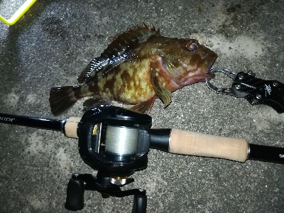 今夜もタケノコメバル