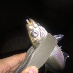 アジの存在確認！