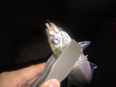 アジの存在確認！