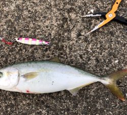 ジグサビキで小型青物