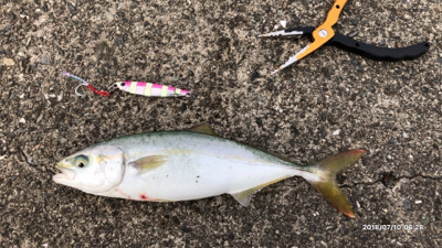 ジグサビキで小型青物