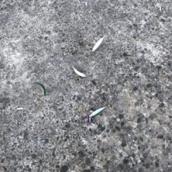 ライトショアジギング