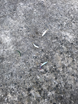 ライトショアジギング