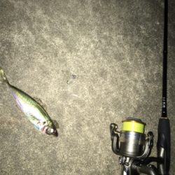 ナイトアジング