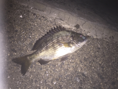 忠岡貯木場にてアジングのつもりがチヌ