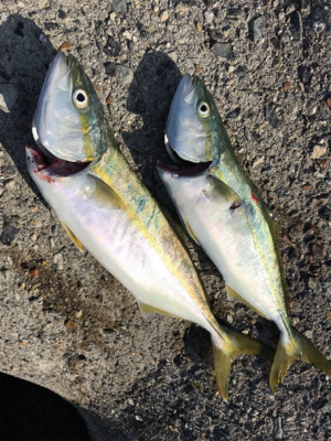 ミニミニツバス