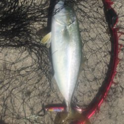 今期初LSJはバラしまくり