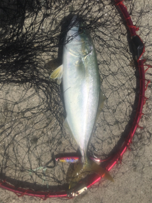 今期初LSJはバラしまくり