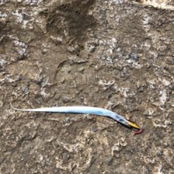 五目釣りしました