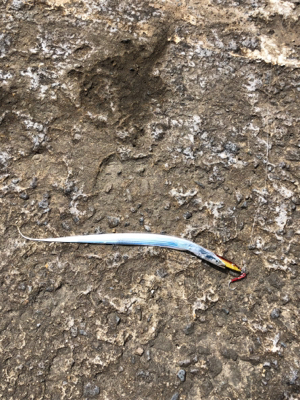 五目釣りしました