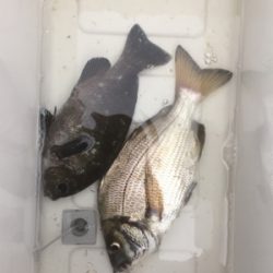 夕方2時間程、テトラにて、青イソメで。