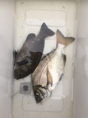 夕方2時間程、テトラにて、青イソメで。