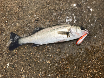 短時間シーバス釣行