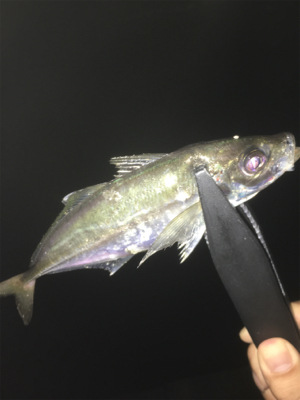 久々の仕事帰りのアジング