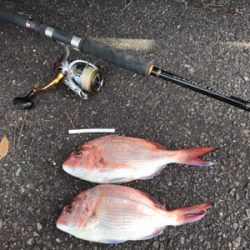 投げでマダイねらい