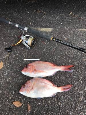 投げでマダイねらい