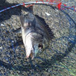 朝から沖堤防へ