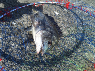 朝から沖堤防へ