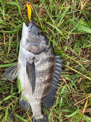 デイトップでチヌ