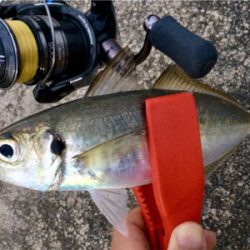 回遊開始のお知らせです