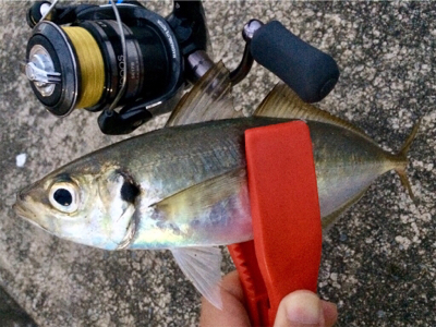 回遊開始のお知らせです