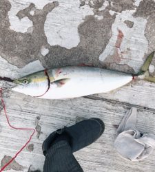 久々の鰤釣れた