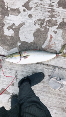 久々の鰤釣れた