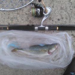 なんだかんだ釣れる！