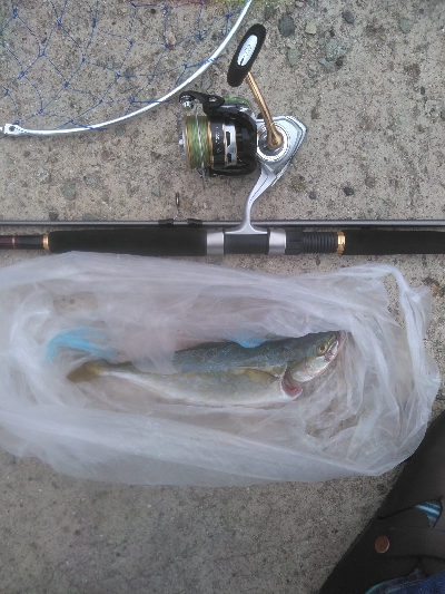 なんだかんだ釣れる！