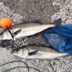 アタリは、頻繁‼︎