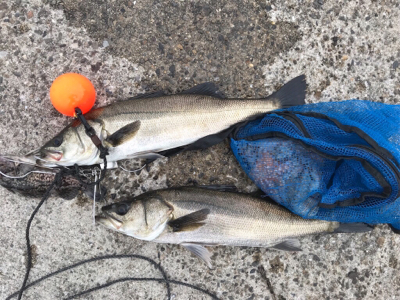 アタリは、頻繁‼︎