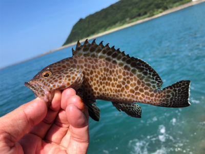 夏は多魚種♪