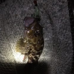 佐々木さん！ガシラ居てますよー