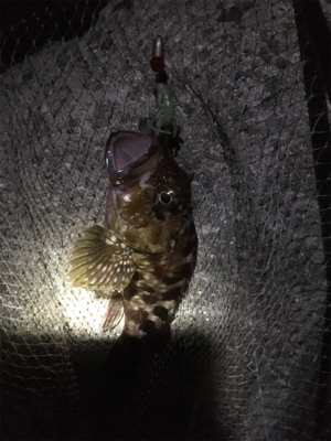 佐々木さん！ガシラ居てますよー