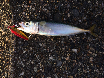 ジグで小鯖