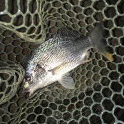 淀川ブリームゲーム 高活性の兆し