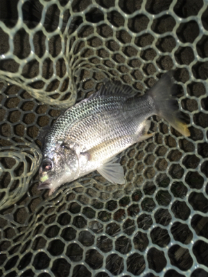 淀川ブリームゲーム 高活性の兆し