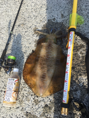 朝まづめリベンジ！