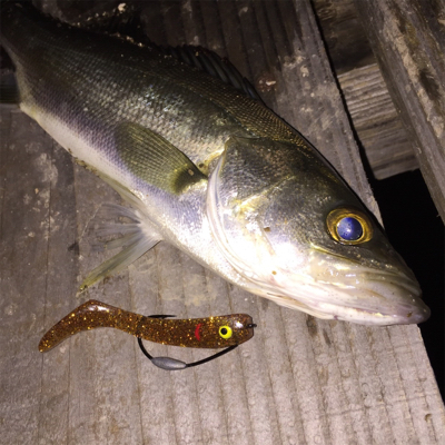 アジングからのー