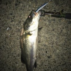 ルアーケースをひっくり返してもうた(･_･;