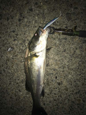 ルアーケースをひっくり返してもうた(･_･;