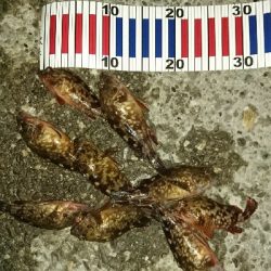 ミニガシラの親何処に居るん?